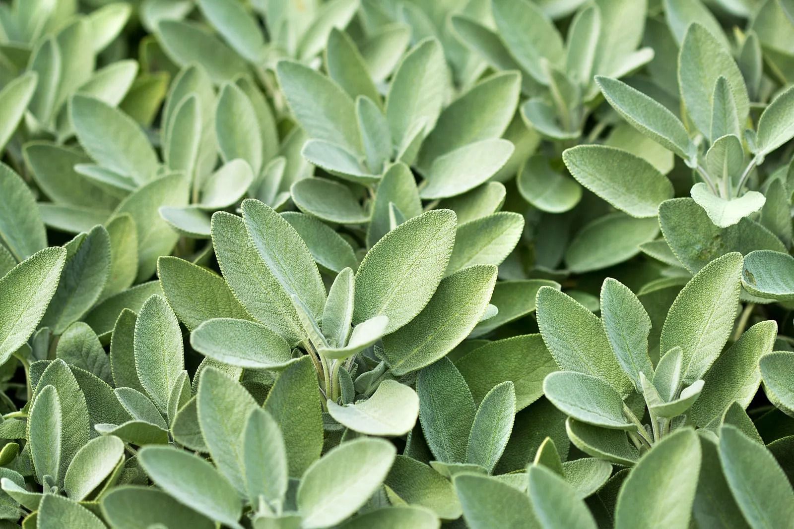 Medicinal benefits of sage (Image via Spruce)
